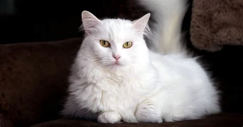 The 16 Rarest Cats in the World - IMP WORLD