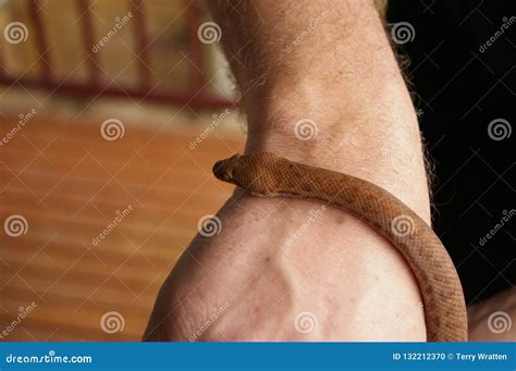 Detail of the Face and Body of a Pet Pygmy Python Stock Photo - Image of body, held: 132212370