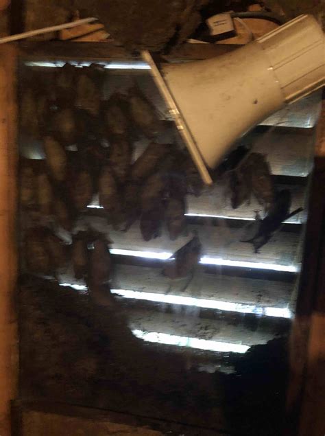 Bat Removal – Wildlife Control Georgia