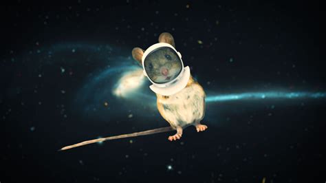 Scientists flew mouse sperm to space to study radiation’s impact