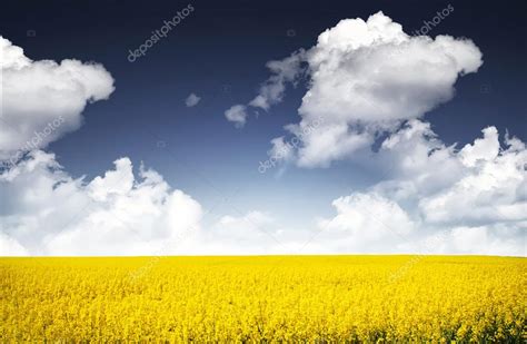 Canola field flowers Stock Photo by ©besmirhamiti 114736074