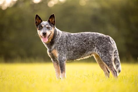 A List of the Best Blue Heeler Names for Your Australian Cattle Dog ...