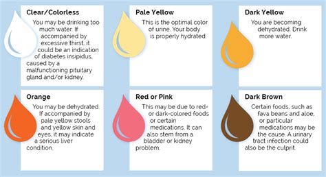 Dark Brown Urine No Pain Female Urine Blood Causes Red Female Pain Test Bloody Normal Count ...