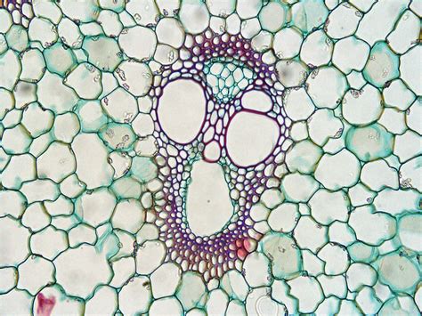 xylem and phloem are bundled together into arrangements known as