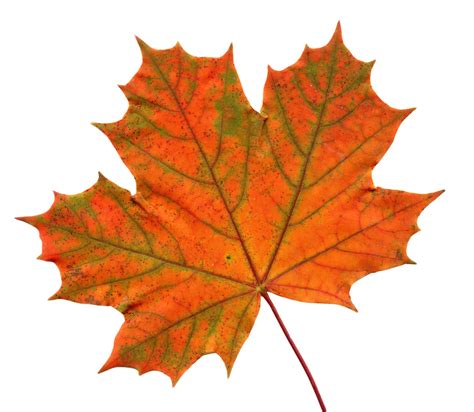 Big Maple Leaf Clip art Red maple - leaves shading png download - 1024*891 - Free Transparent ...