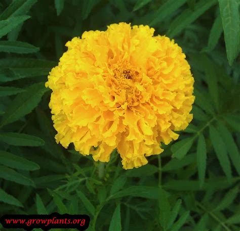 Mexican marigold - How to grow & care