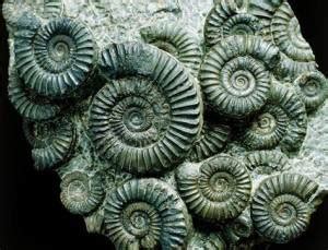 Ammonite Fossils Unravel the Geological History of Ancient Oceans » Geology Science