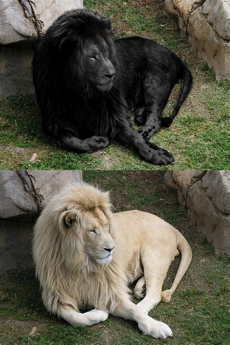 1 World Knowledge: Do Black Lions Exist?