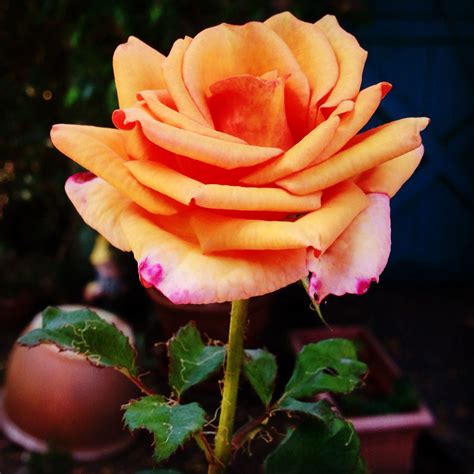 Peach Colored Rose | Flowers, Peach, Outdoor living space