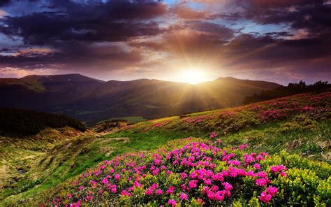 Hintergrundbilder : 1920x1200 px, Blumen, Landschaft, Berge, Sonnenuntergang 1920x1200 - wallup ...