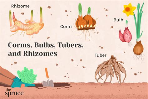 Difference Between Corms, Bulbs, Tubers, and Rhizomes