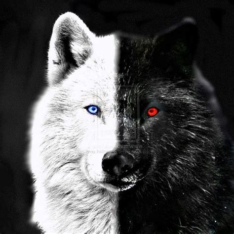 Black Wolf With Red Eyes Wallpapers - Wolf-Wallpapers.Pro | Wolf with red eyes, Wolf with blue ...