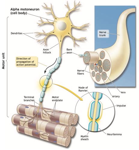 Exercise Physiology: Neuromuscular System - Neural Control of Muscle ...