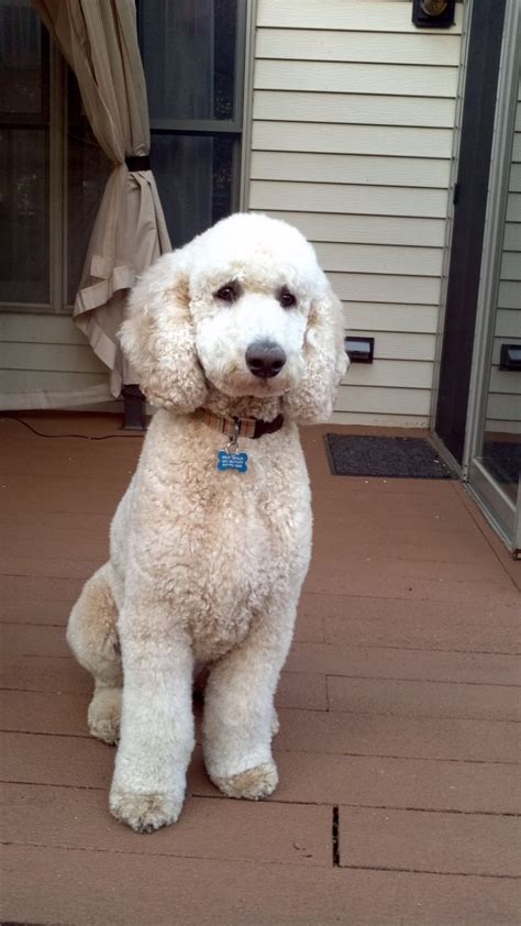 Best 25+ Poodle cuts ideas on Pinterest | Poodles, Poodle grooming and Standard poodles