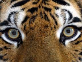 Tiger's eyes - Wildlife Photography Wallpaper (22238610) - Fanpop