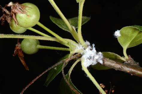 Quick Tips For Managing Important Insect Pests Of Fruit Trees In Indiana