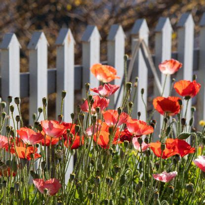 When to plant poppy seeds: an expert guide | Ideal Home