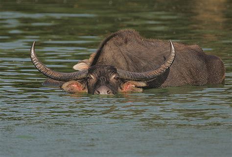 Water Buffalo Information for Kids