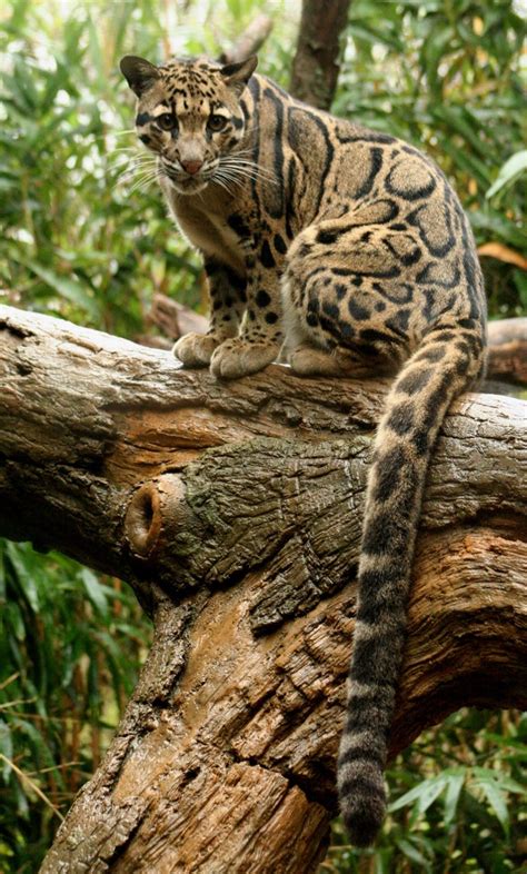 The tail on the Clouded Leopard! : r/pics