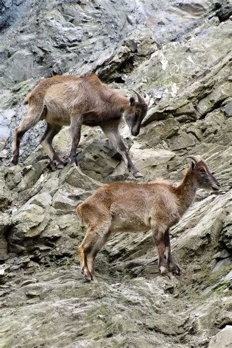 Mountain Goats, Friendly Animals at the Prague Zoo. Editorial Stock Photo - Image of horned ...