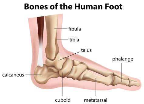 Human Foot Labelled Diagram