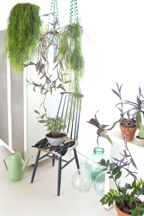 Houseplants of the Month September: Hanging Plants - Urban Jungle Bloggers