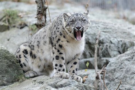 Snow Leopard Making Funny Face | Eric Kilby | Flickr