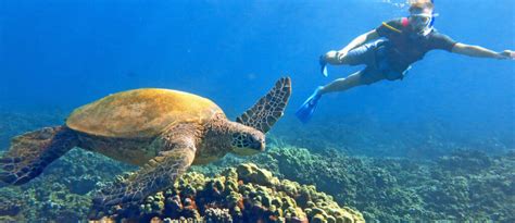 Turtle Town In Maui: Amazing Snorkeling With 1001 Turtles 🙂