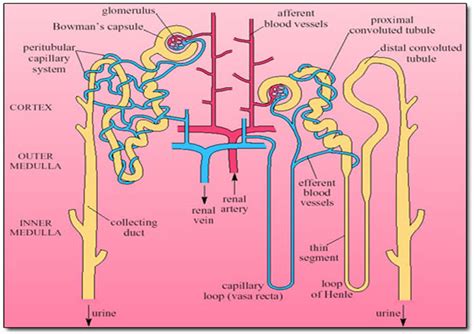 e-BioLearning: Sistem Ekskresi - Ginjal