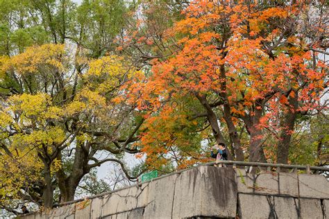 Autumn Scenery In Japan Picture And HD Photos | Free Download On Lovepik