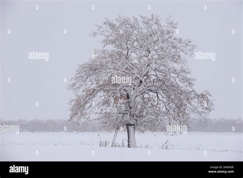 tree in winter landscape, Germany Stock Photo - Alamy