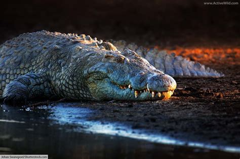 List Of Crocodiles In Africa: Pictures & Facts On African Crocodile Species