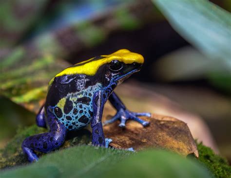 13 Interesting Poison Dart Frogs Facts - Rainforest Cruises