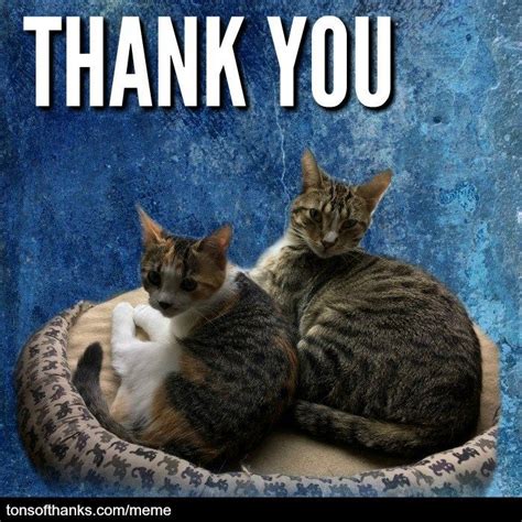 56 Nice Thank You Memes With Cats | Thank you cat meme, Thank you memes, Cats