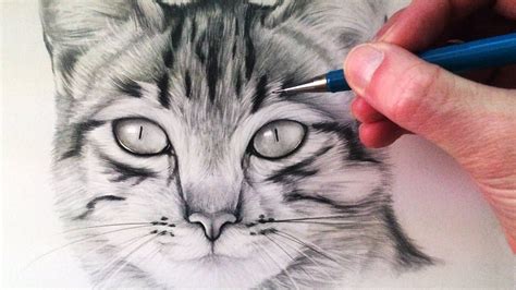 Realistic Cat Head Drawing