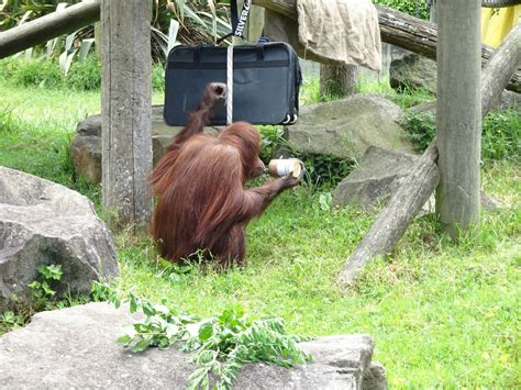 Orangutan enrichment, November 2015 | ZooChat