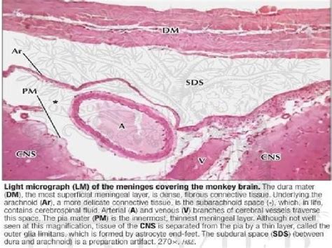 Dura Mater Histology