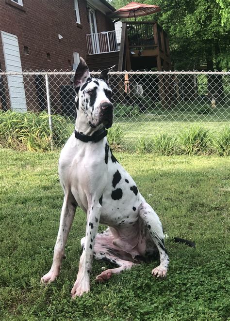 Great Dane Puppies For Sale | Kings Mountain, NC #322790