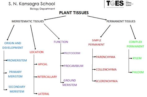 Chart Of Tissue Types Pin By Stephanie Wald On Yep!