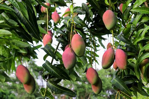 Everything About Growing Mango Tree Mango Tree Care In Pot, 51% OFF