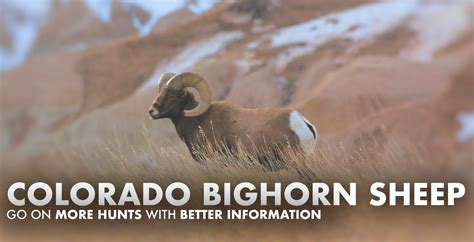 Colorado Bighorn Sheep Hunting 2024 | Draw Odds, Tags, Season Info, Deadlines, and Results