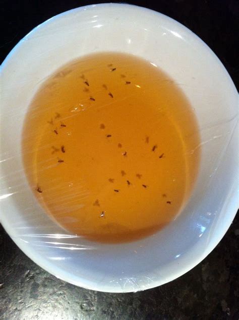 Apple Cider Vinegar to attract and kill fruit flies | Fruit flies, Apple cider vinegar, Apple cider