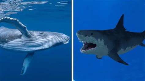 Blue Whale Compared To Megalodon