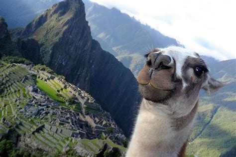 You Can Drink Wine on a Mountain With Llamas in Colorado - Thrillist