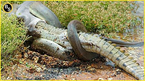 Terrifying Scene Of Python Fighting Crocodiles To Protect Its Territory ...