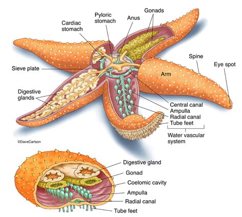 Starfish (Sea Star) Anatomy photo | Oceanography marine biology, Animal science, Marine biology