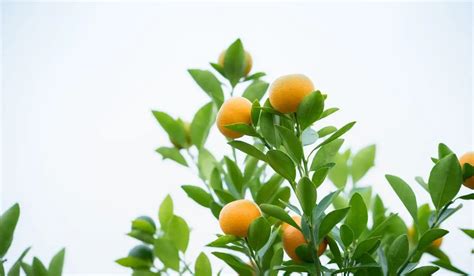 What Does A Kumquat Tree Look Like? - Gardening Dream