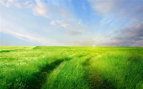 Green Field Wallpapers - Wallpaper Cave