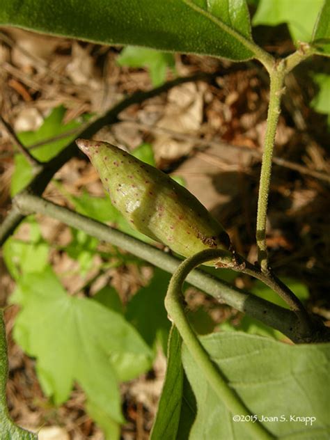 Anybody Seen My Focus?: Mystery Oak Gall Identified: Cynipid Wasp (Amphilbolips acuminata) Gall ...