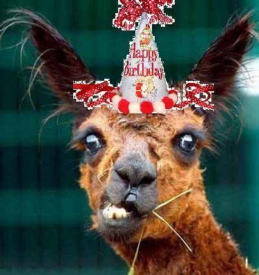 Happy Birthday Llama Quotes - ShortQuotes.cc